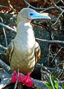 Red-footed booby, Espanola Island, Galapagos